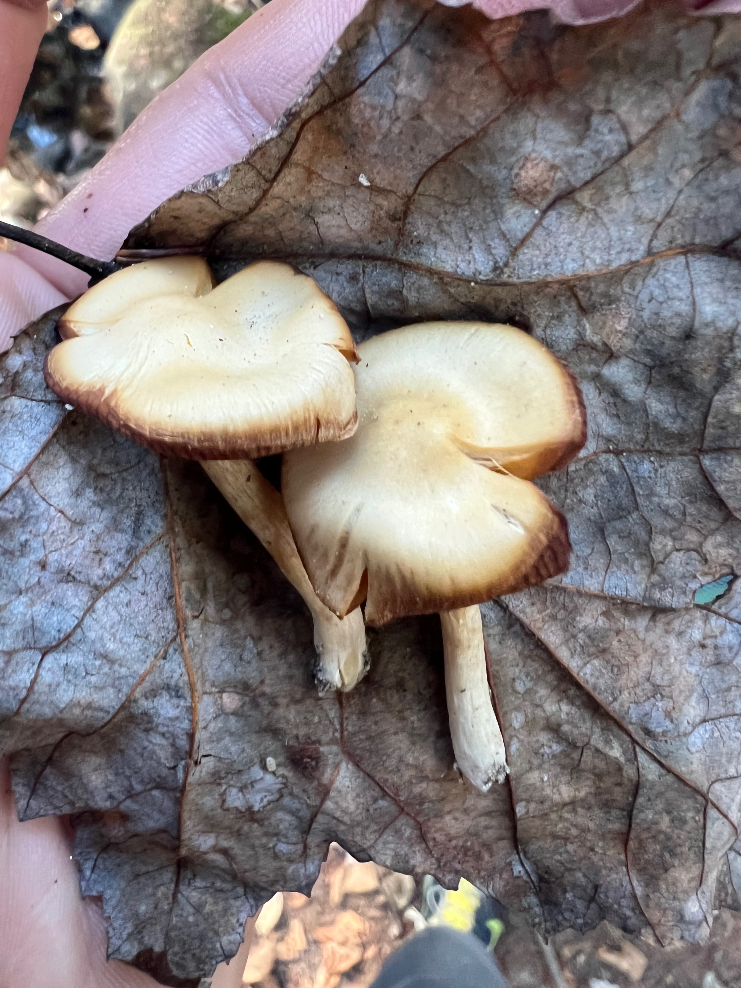 Humidicutis marginata